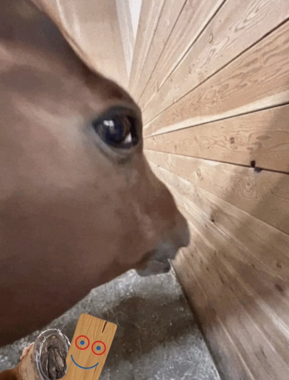 Horse haz plank